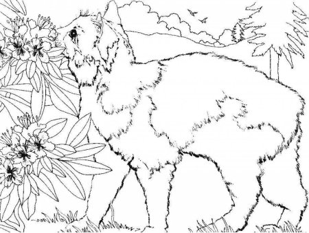 Раскраски животных и цветов