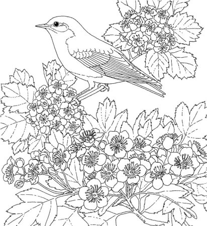 Раскраски красивые птицы