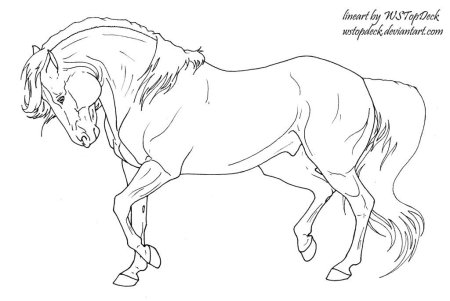 Лайны лошадей