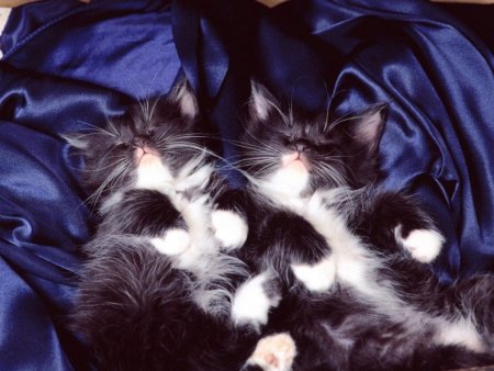 Котенок. Спокойной ночи!