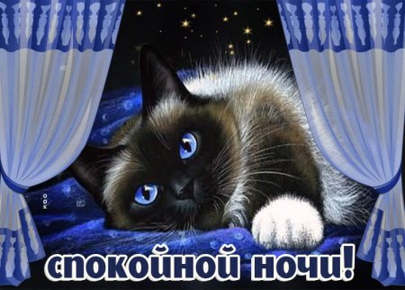 Спокойной ночи кот