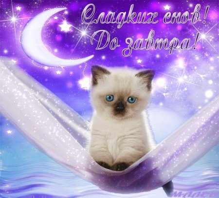Спокойной ночи котик