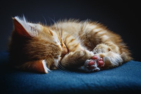 Спящий котенок