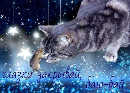 Доброй ночи котик