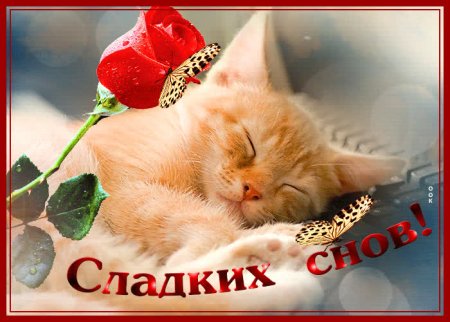 Спокойной ночи котенок девушке