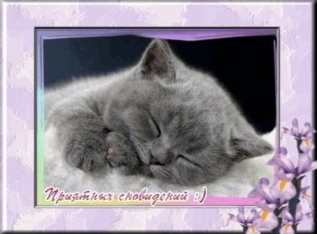 Пожелания спокойной ночи с котятами