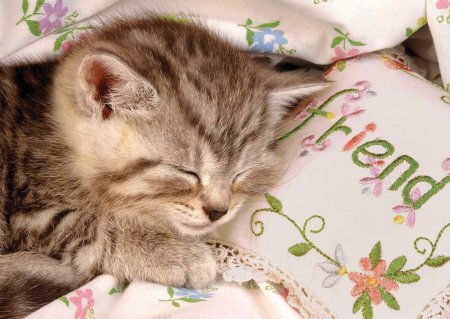 Открытка спящий котик