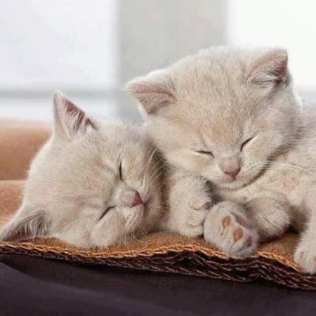 Милые спящие котики