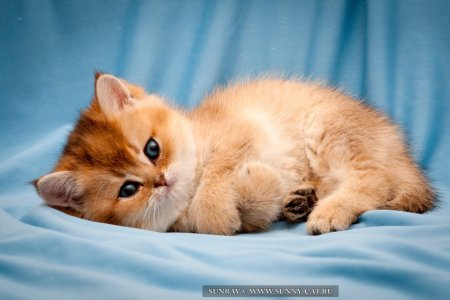 Доброй ночи с котиком рыжим