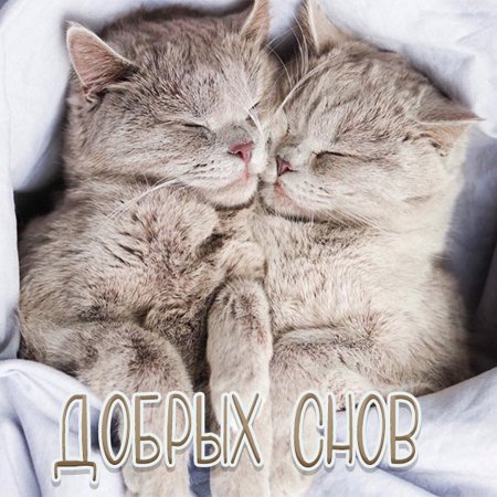 Котята обнимашки целовашки