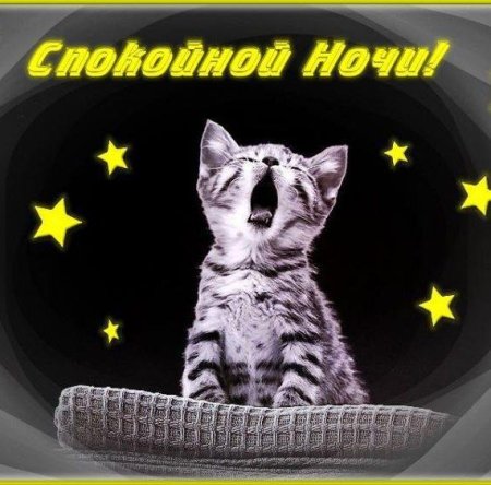 Доброй ночи с животными прикольные