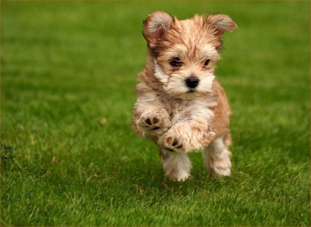 Про маленького щенка