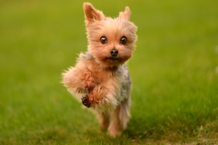 Милые животные