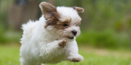 Гаванский Бишон