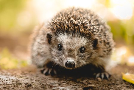 Детеныши животных