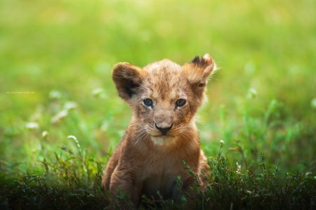 Маленький Львенок