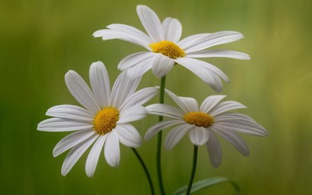 Доброе утро бабочки цветы