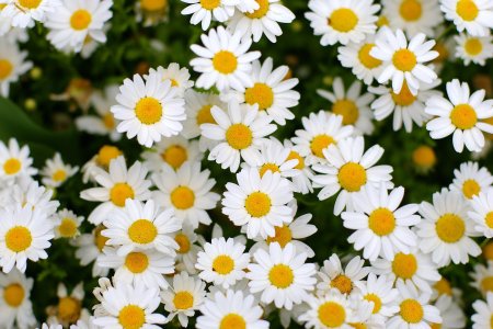 Красивые ромашки
