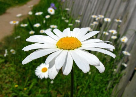 Картинки на рабочий стол ромашки