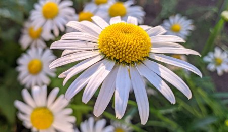 Ирусенька ромашки