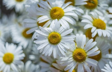 Заставка ромашки