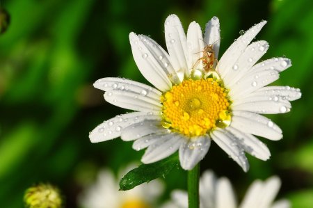 Удивительные ромашки