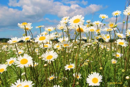 Ромашка Луговая