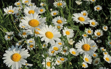 Ромашка Западная