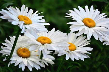 Ромашки фото