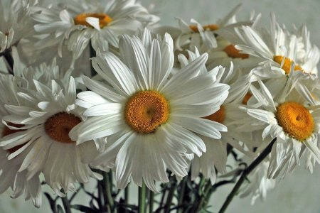 Красивые ромашки