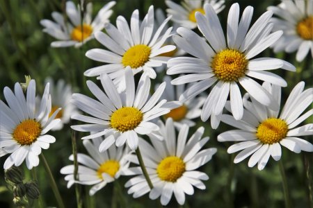 Ромашка Степная Полевая