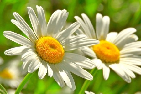 Ромашка макро