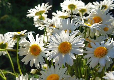 Цветочки красивые ромашки