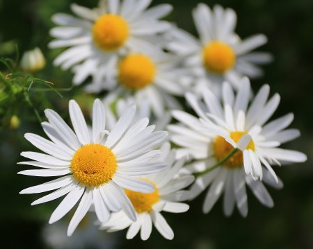 Ромашка Амелия