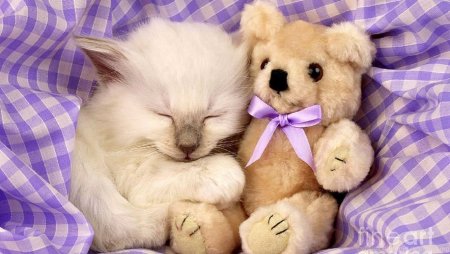 Милая картинка