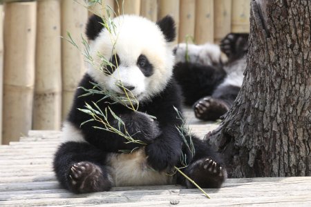 Giant Pandas