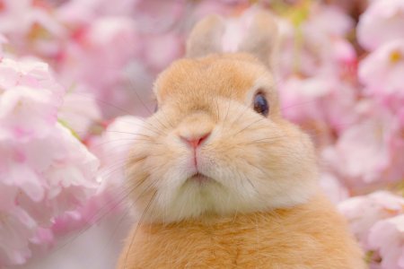 Милые крольчата