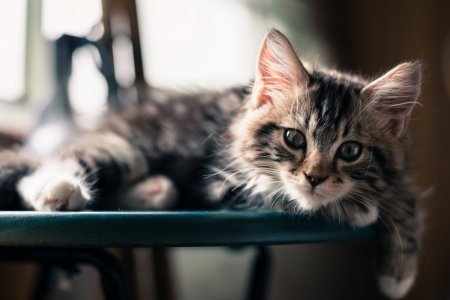 Милые котята