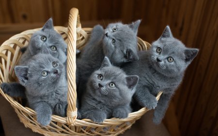 Британские котята серые