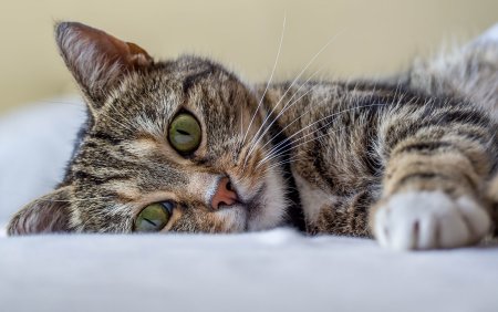 Заставка на рабочий стол кошки