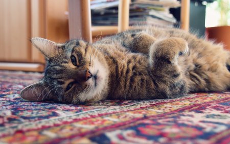 Фото котиков