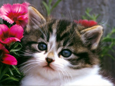 Милые котики