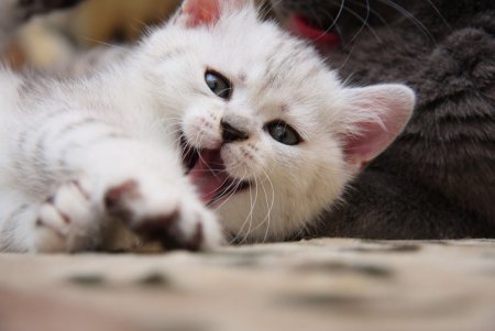 Игривые котята фото