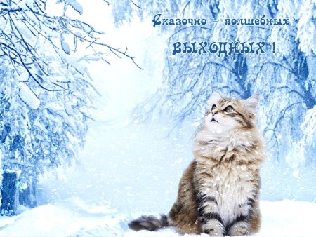 Отличных зимних выходных