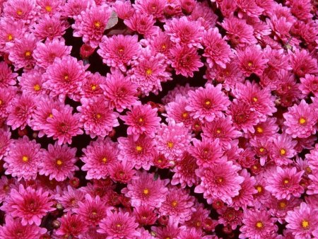 Хризантема мультифлора Lively Pink bicolor