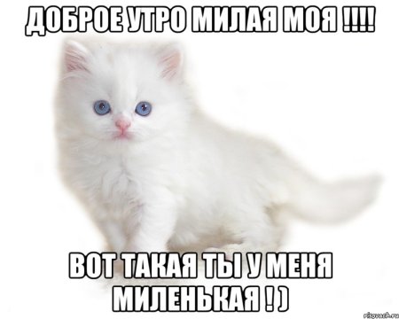 Доброе утро котенок мой