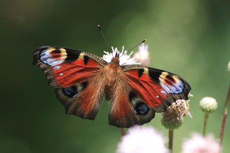 Бабочки фото