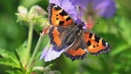 Бабочка Шоколадница-крапивница
