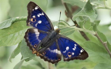Morpho helenor бабочка