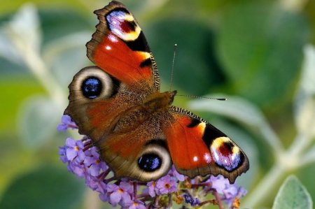 Бабочка Шоколадница